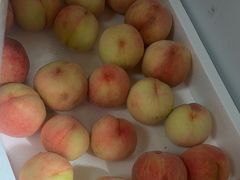 -南汇新场正宗水蜜桃采摘