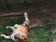 -深圳野生动物园