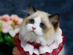 -lincat·猫舍(广州店)