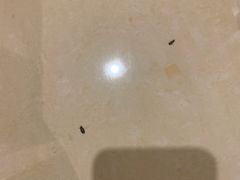 -上海青松城大酒店