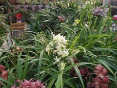 -秦美花卉(天朗·莱茵小城2期店)