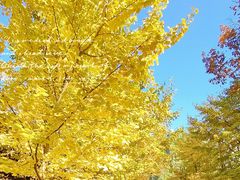 -长白岛森林公园