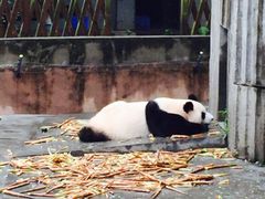-成都大熊猫繁育研究基地