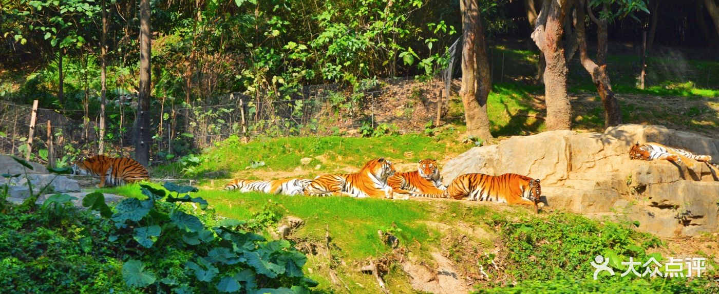 廣州長隆野生動物世界圖片-北京動物園-大眾點評網