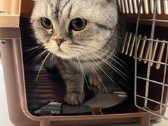 -御宝贝·A梦猫科宠物医院(国际猫友好医院)