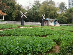 -晓港公园