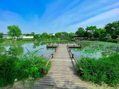 -鹅湖玫瑰文化园