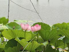 -荷塘月色湿地公园·向阳花洲