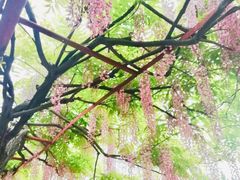-嘉定紫藤园