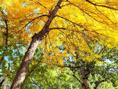 -三里屯东五街银杏大道