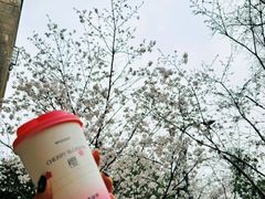 -武汉大学-樱园