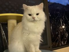 -MOCHA明星猫咖(田子坊店)