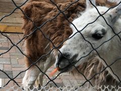 -长白岛森林公园