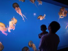 -太平洋海底世界