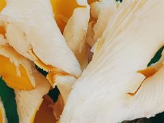 -木王宴语·野生鲜菌火锅(玉河店)