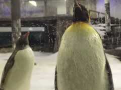 -悉尼海洋生物水族馆