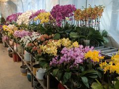 -双季花艺园艺市场(浦东店)