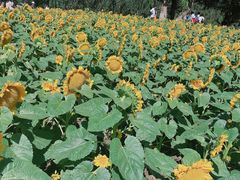 -长白岛森林公园