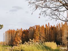 -呈贡滇池生态湿地公园