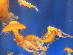 -海合安成都极地海洋公园