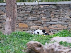 -卧龙中华大熊猫苑神树坪基地