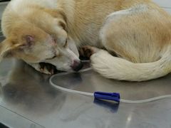 -伟伟宠物医院·CT影像中心·瑞派犬猫综合性门诊(汉口总院)