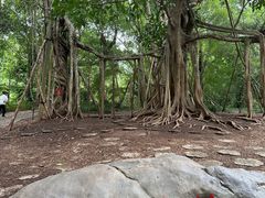 -中国科学院西双版纳热带植物园