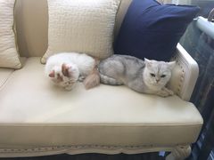 -宠爱国际动物医院· 猫科· 外科·中兽医(长白店)