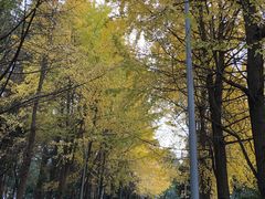 -四川大学(望江校区)