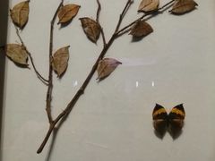 -陕西自然博物馆