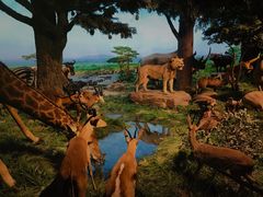 -国家自然博物馆