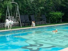 -汪说喵讲宠物乐园宠物酒店(红星美凯龙店)