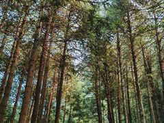 -重庆睡佛山森林公园