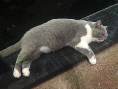 -more than meow吴止猫主题餐厅(承德 中船汇店)