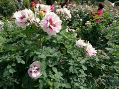 -人民公园(罗湖区)