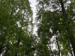 -东平国家森林公园