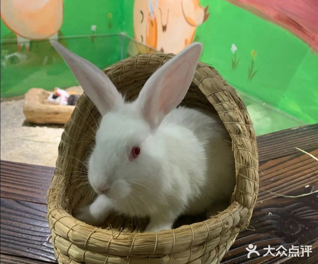 六一大优惠‖快来撩逗你喜欢的萌宠吧！