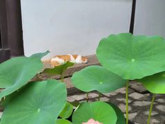 -上海醉白池公园