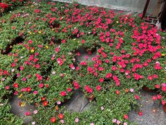 -龙大花卉苗木市场