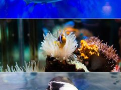 -太平洋海底世界