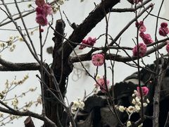 -南京市民俗博物馆(甘熙故居)