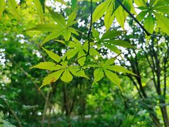 -金鸡湖桃花岛