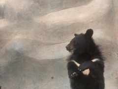 -东方熊牧场