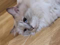 -滚猫咖啡·猫咖·猫友好撸猫(未来城店)