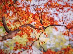 -绮园景区