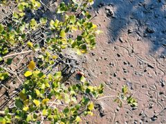 -北海金海湾红树林生态旅游区