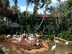 -海南热带野生动植物园