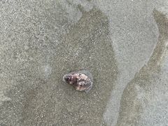 -侨港海滩