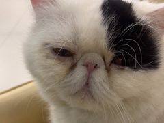 -安格丽娜·狗咖·猫咖羊驼咖(春熙路百盛商场店)