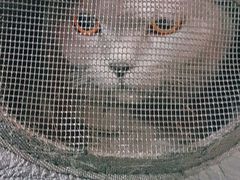 -申普宠物医院·心脏介入·心血管微创(总院)